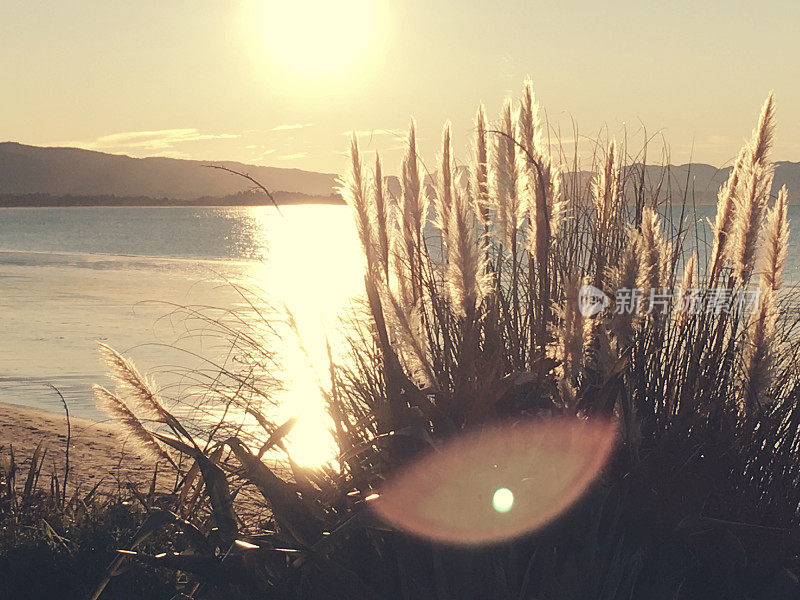 New Zealand / Aotearoa by Sunset;《黄昏》的Austroderia(“Toitoi”或“Toetoe”Grass)